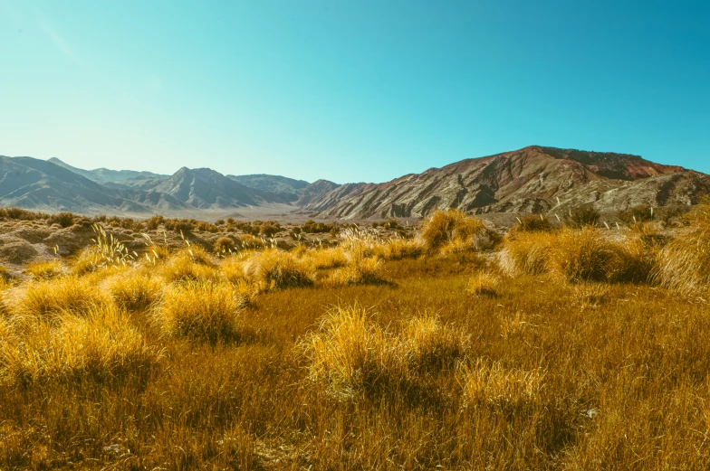 a field of grass with mountains in the background, by Julia Pishtar, death valley, yellow ochre, instagram photo, new zealand landscape