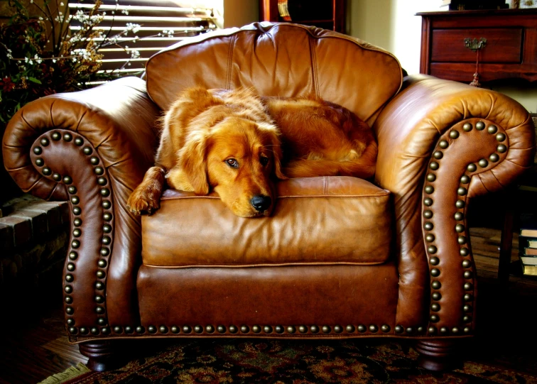 a brown dog laying on top of a brown leather chair, pixabay, golden retriever, thumbnail, finely detailed furniture, leather couches