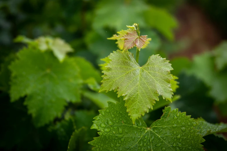 a close up of a plant with green leaves, vineyard, color ( sony a 7 r iv, thumbnail, drops