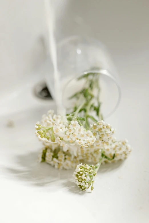 a bunch of white flowers sitting on top of a sink, inspired by Lawrence Alma-Tadema, unsplash, romanticism, made of liquid, herbs, detail shot, pouring