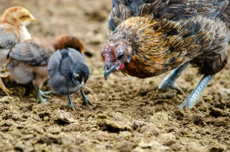 a group of chickens standing on top of a dirt field, pexels contest winner, renaissance, closeup at the food, motherly, te pae, 1 female