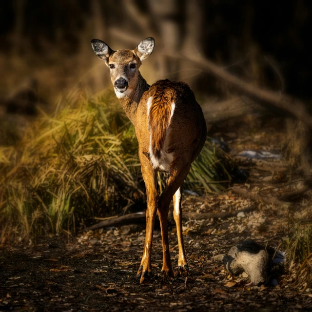 a deer that is standing in the dirt, a portrait, pexels contest winner, renaissance, late afternoon lighting, slide show, portrait of a small, calmly conversing 8k