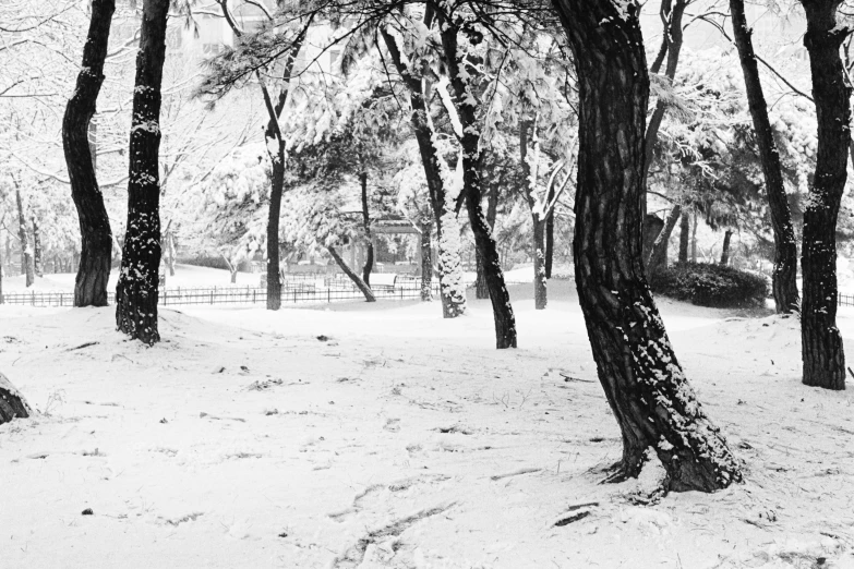 a black and white photo of trees covered in snow, by Lucia Peka, realism, with a park in the back ground, arrendajo in avila pinewood, scene!!, a cozy