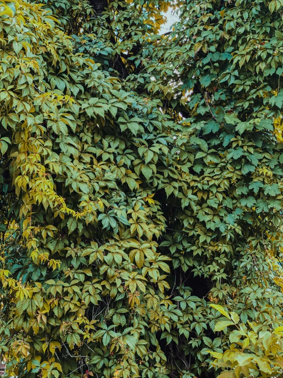 a fire hydrant sitting in the middle of a lush green forest, inspired by Elsa Bleda, hyperrealism, large vines, the yellow creeper, full frame image, 35mm —w 1920 —h 1080