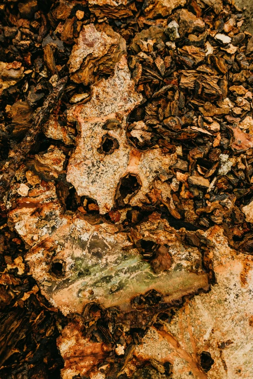 a face drawn on the bark of a tree, an album cover, by Jacob Toorenvliet, trending on pexels, lyrical abstraction, he is covered with barnacles, shiny layered geological strata, a high angle shot, earthy colors