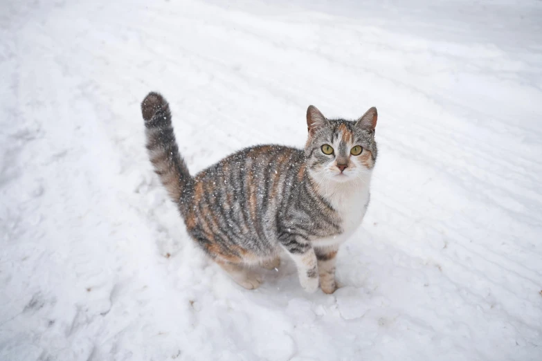 a cat that is standing in the snow