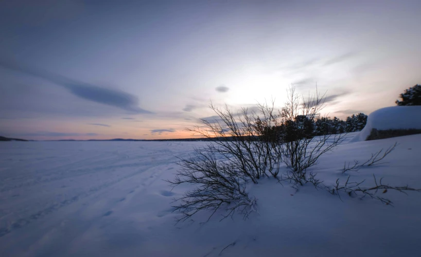 a bush sitting in the middle of a snow covered field, inspired by Jaakko Mattila, unsplash contest winner, land art, blue sky at sunset, lake foreground, twilight ; wide shot, white sky