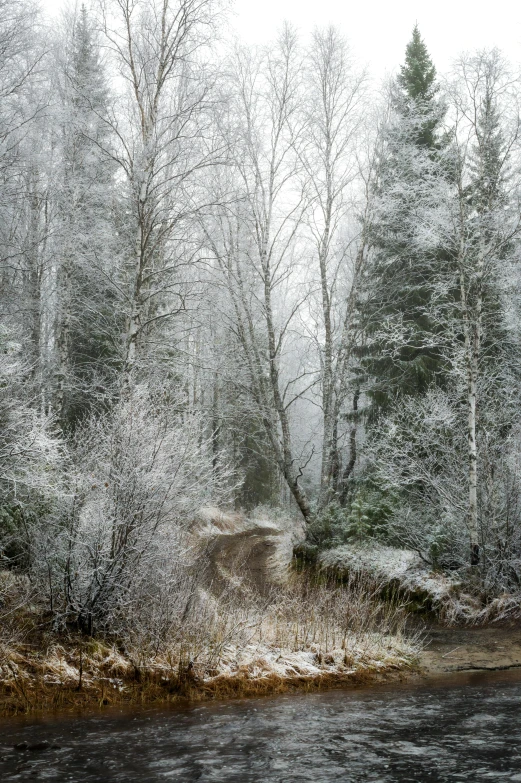 a body of water surrounded by trees covered in snow, dirt road, paul barson, panorama, february)