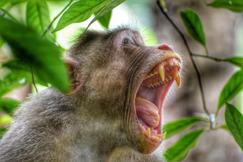 a close up of a monkey with its mouth open, by Jan Tengnagel, pexels contest winner, sumatraism, tone mapped, the trees are angry, singing, museum quality photo