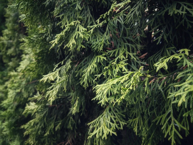 a bunch of trees that are next to each other, an album cover, pexels, hurufiyya, cedar, green, loosely cropped, avatar image