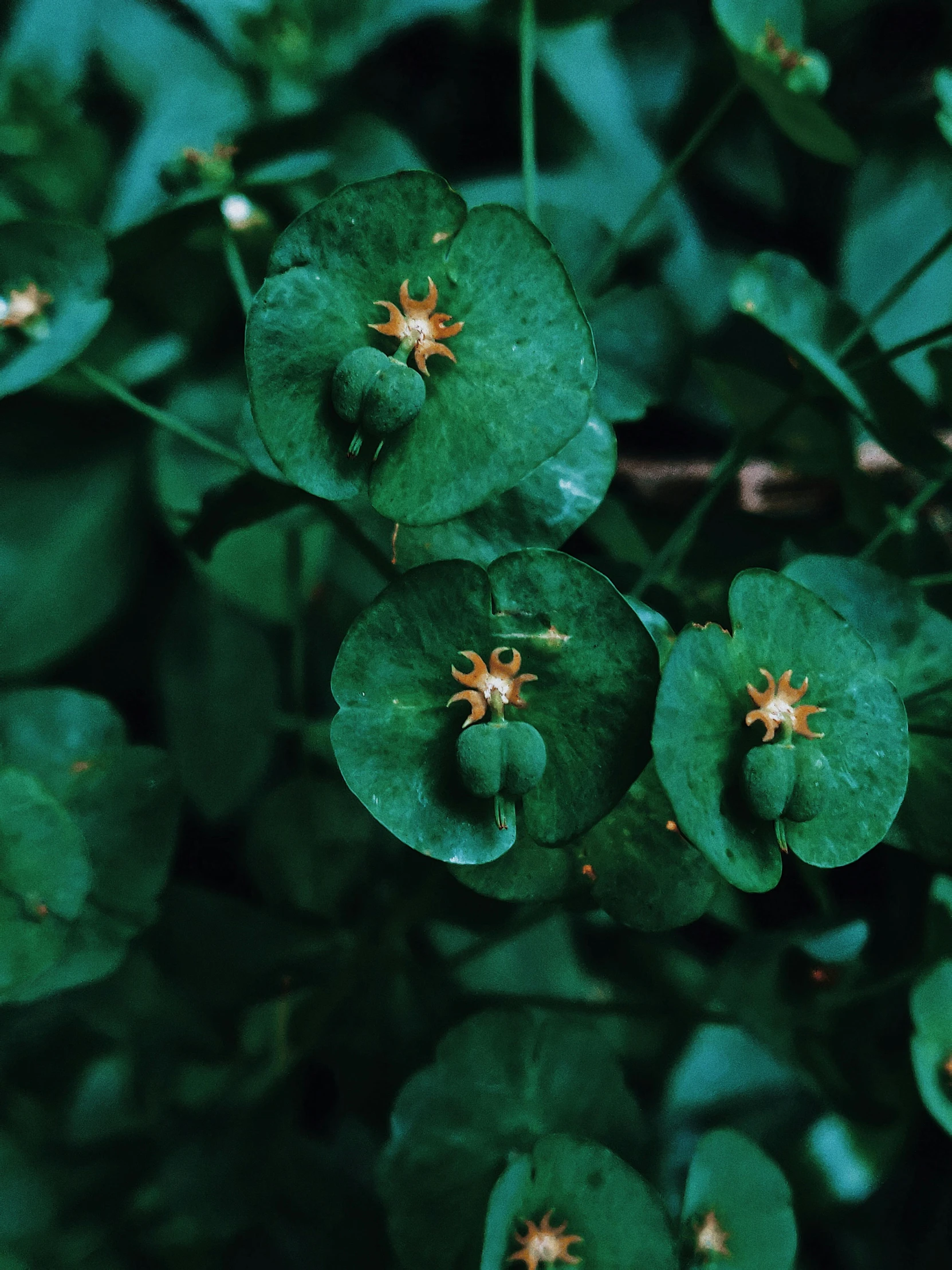 a close up of a bunch of green flowers, unsplash, multiple stories, jungle vines, taken with kodak portra, lily pad