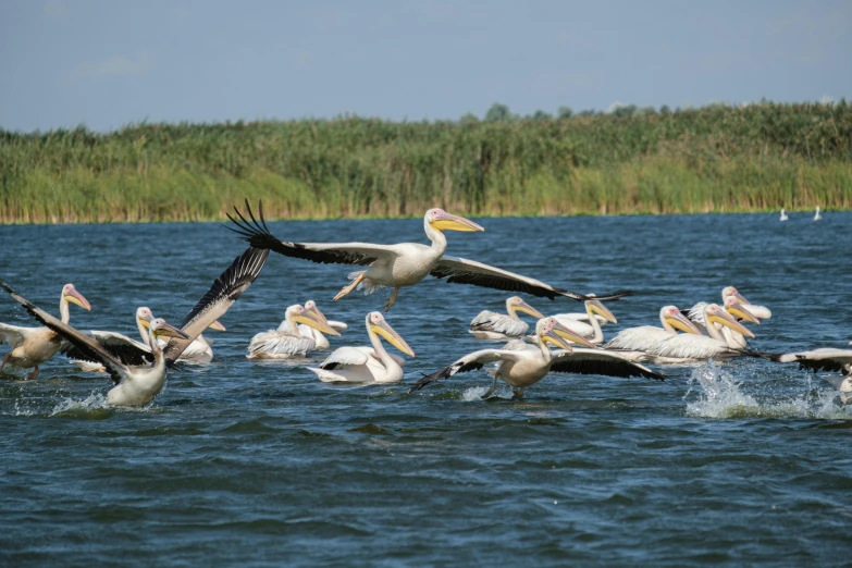 a flock of pelicans swimming in a body of water, by Jan Tengnagel, pexels contest winner, renaissance, 15081959 21121991 01012000 4k, nile river environment, at takeoff, ukraine. photography