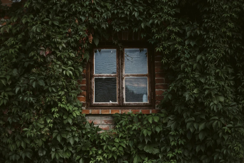 a red fire hydrant sitting in front of a window, inspired by Elsa Bleda, unsplash contest winner, overgrown with lush vines, hedge, paul barson, photo of a beautiful window