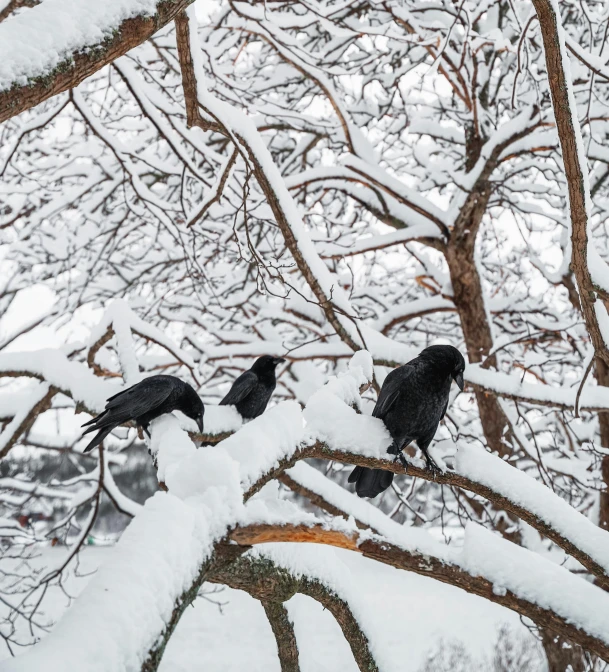 a group of black birds sitting on top of a snow covered tree, a portrait, by Roar Kjernstad, pexels contest winner, baroque, annie lebowitz, three - quarter view, a bald, today\'s featured photograph 4k