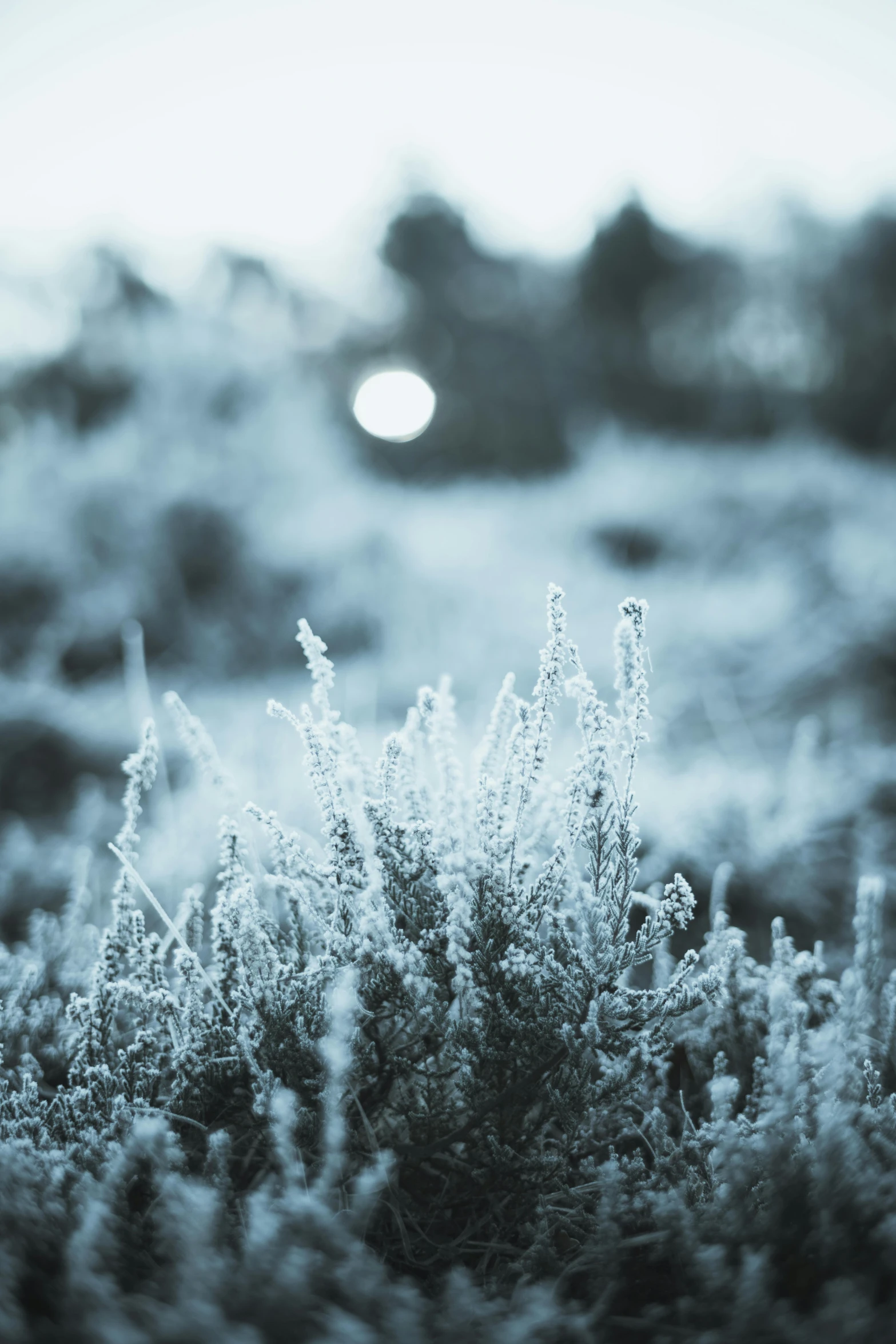 a black and white photo of frost covered plants, unsplash contest winner, cold blue light, with soft bushes, warm glow, forest setting in iceland