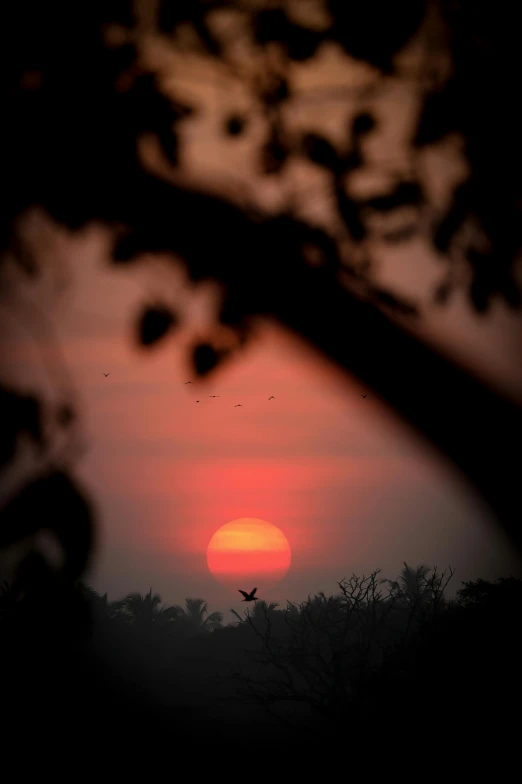 a bird flying in front of the setting sun, by Sudip Roy, sumatraism, sun through the trees, apocalypse now, taken in 2 0 2 0, big red sun