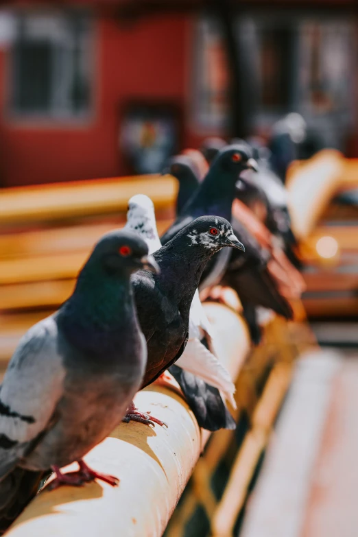 a group of pigeons sitting on top of a yellow rail, up close, unsplash photography, slide show, multiple colors