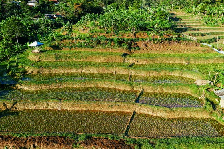 an aerial view of a terraced rice field, pexels, sumatraism, thumbnail, sri lanka, family friendly, surrounding onions