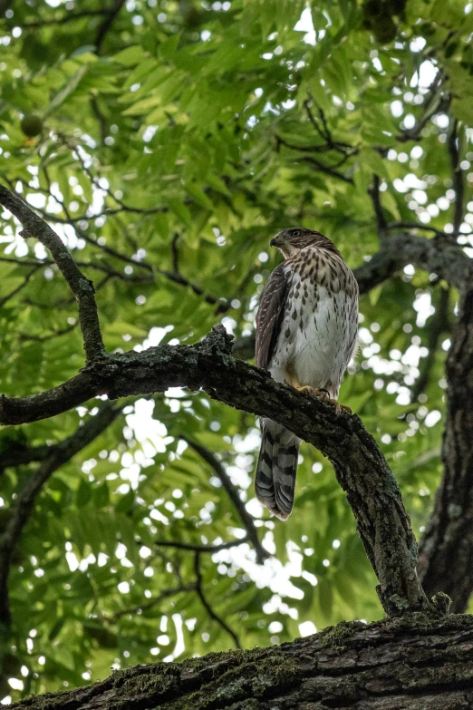 a bird sitting on top of a tree branch, looking at the camera, hawk wings, tall broad oaks, amongst foliage