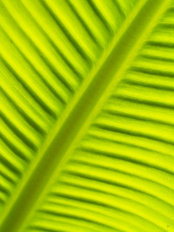 a close up view of a banana leaf, by Jan Rustem, fluorescent, it\'s name is greeny, chartreuse color scheme, took on ipad