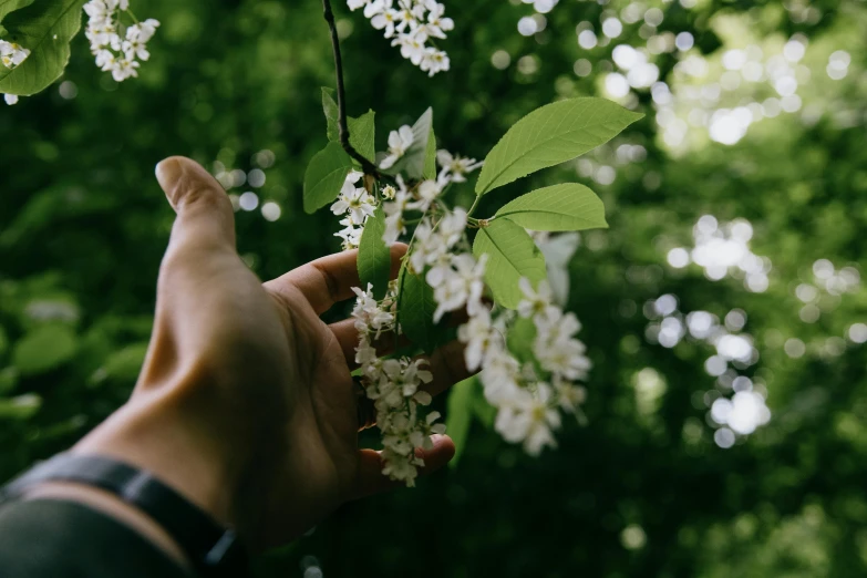 a person holding a branch of a tree with white flowers, pexels contest winner, instagram post, background image, nothofagus, herbs and flowers