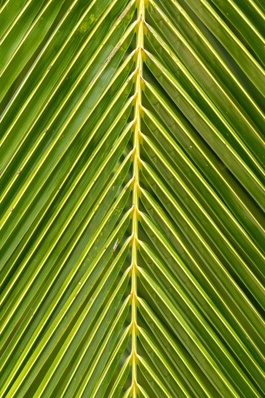 a close up of a green palm leaf, inspired by Dionisius, blessing palms, coconuts, serrated point, slight yellow hue