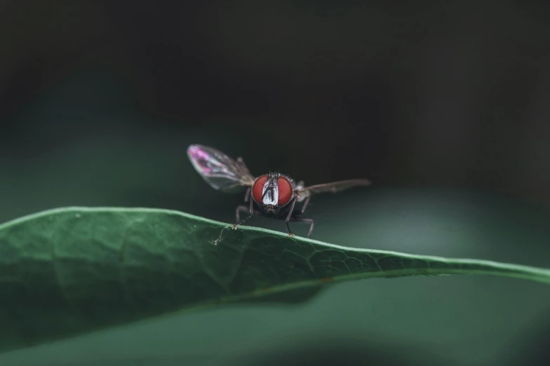 a close up of a fly on a leaf, pexels contest winner, left eye red stripe, desktop wallpaper, desaturated, hovering drone