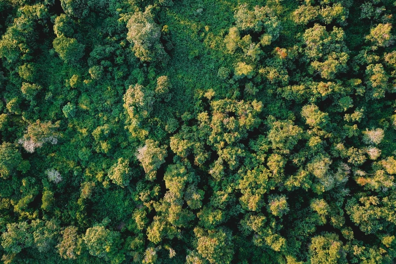 a forest filled with lots of green trees, trending on unsplash, hurufiyya, aerial view cinestill 800t 18mm, ((trees)), sri lanka, instagram post