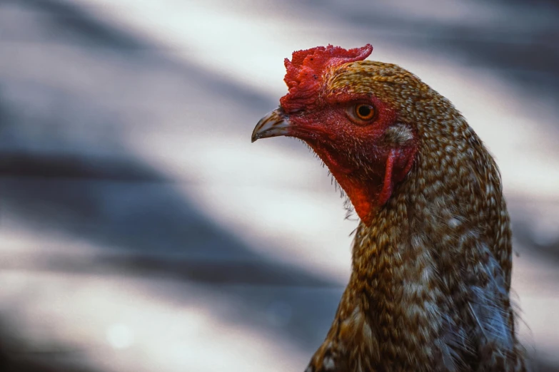 a close up of a chicken with a red head, a portrait, unsplash, paul barson, sunbathed skin, rectangle, brown