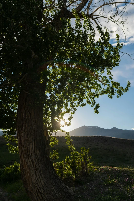 a tree in a field with mountains in the background, sun beaming down on him, wind river valley, willows