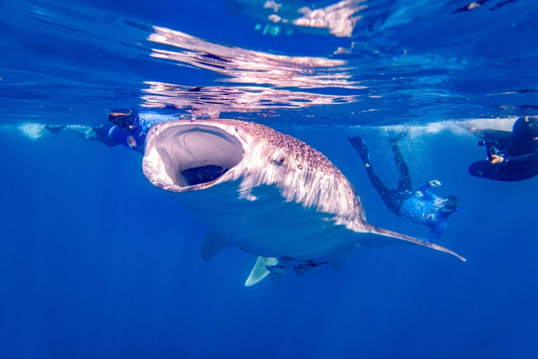 a whale with it's mouth open in the water, by Emanuel Witz, pexels contest winner, joe biden sharkman, taking a selfie, sky blue, octa 8k