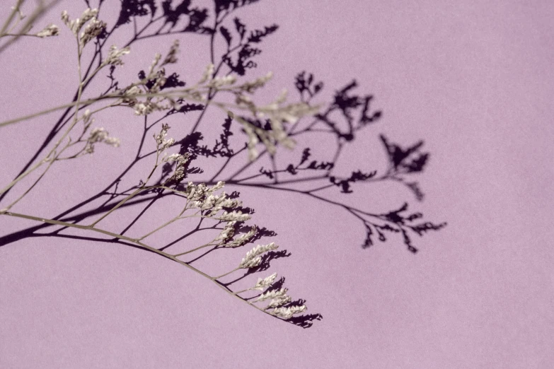 a vase filled with flowers sitting on top of a table, a macro photograph, inspired by Louis Eilshemius, aestheticism, mauve background, intricate branches, gypsophila, pastel palette silhouette