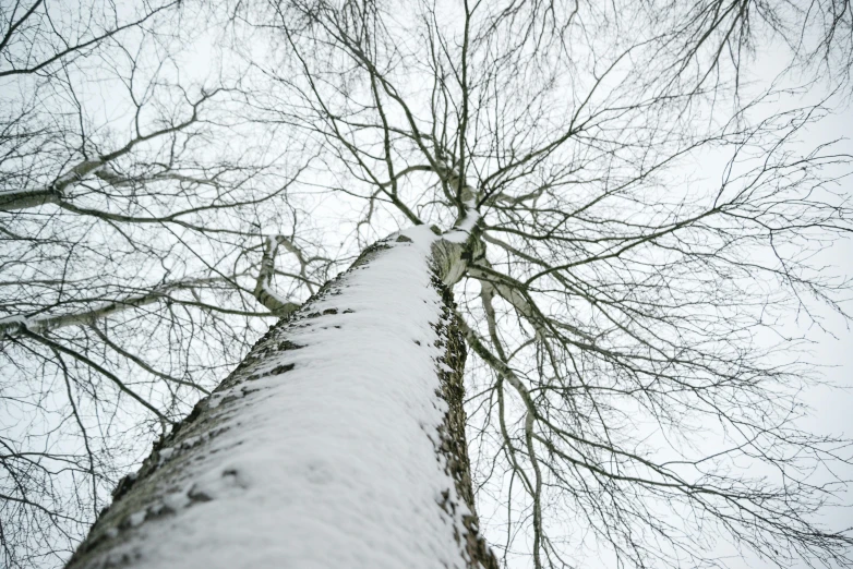 the top of a tall tree covered in snow, pexels contest winner, hyperrealism, ground view shot, betula pendula, shot on sony a 7, white wood