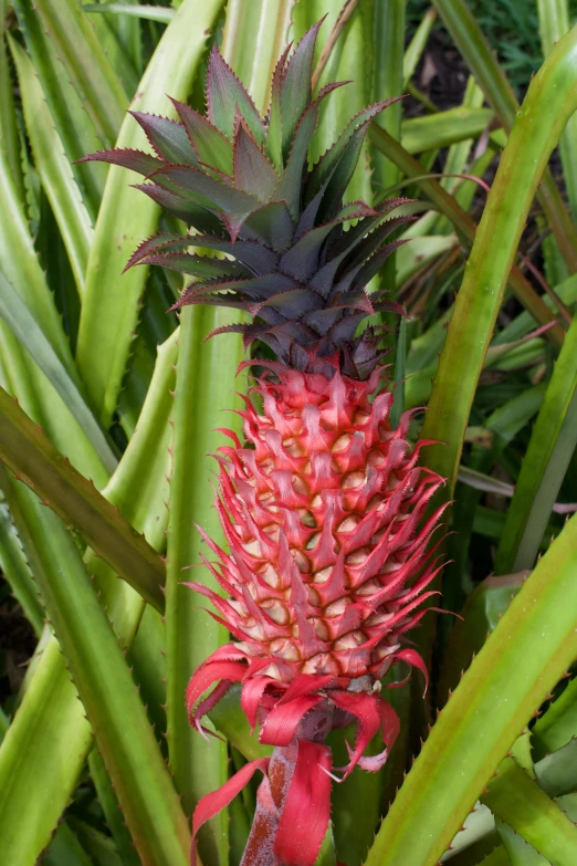 a close up of a plant with a red flower, pineapple, vibrant pink, square, tall