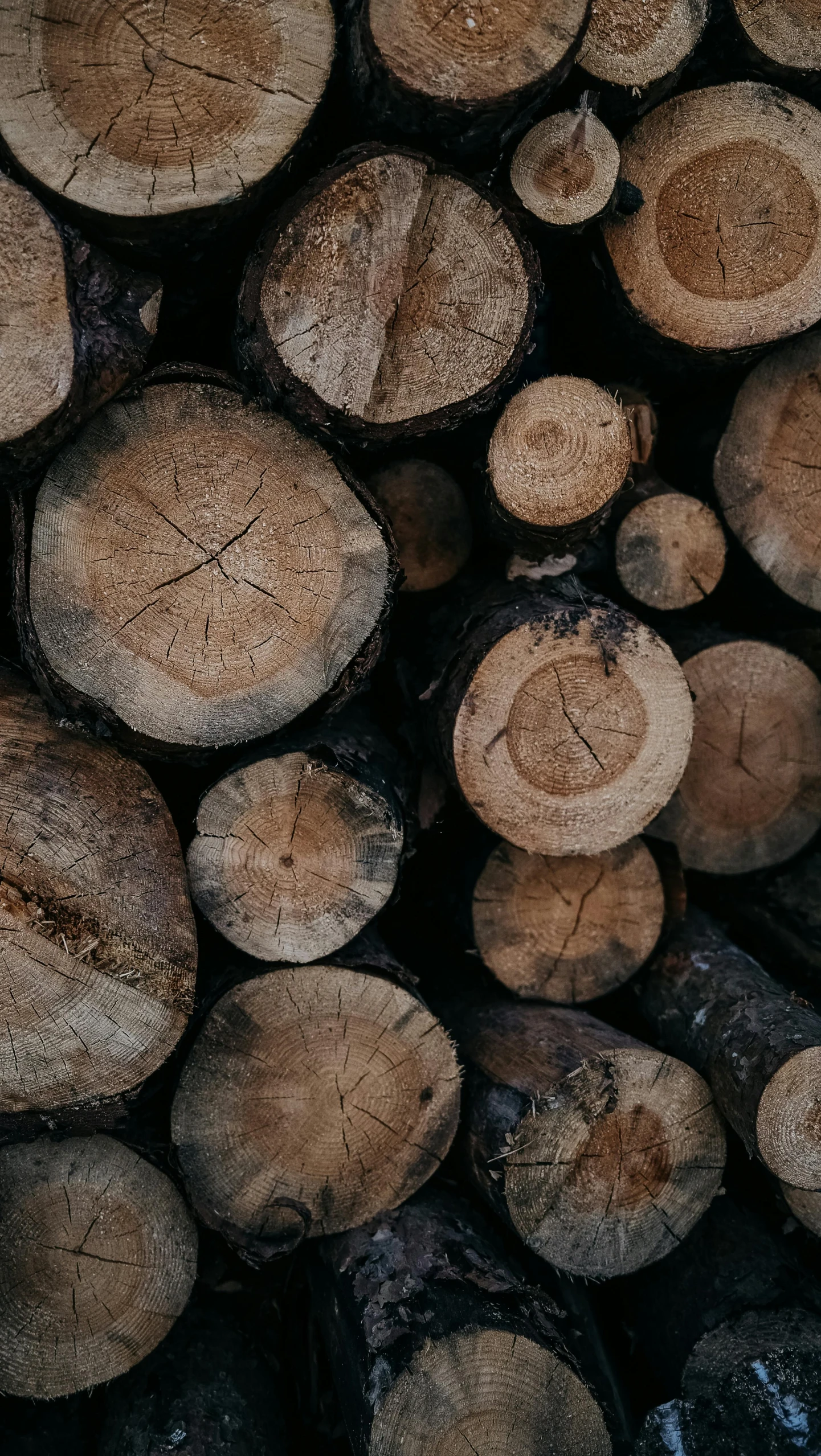 a pile of logs stacked on top of each other, by Jesper Knudsen, trending on unsplash, album cover, round-cropped, carbon, brown