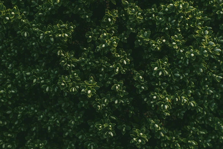 a red fire hydrant sitting on top of a lush green tree, inspired by Elsa Bleda, trending on pexels, hurufiyya, seen from straight above, densely packed buds of weed, green: 0.5, manuka