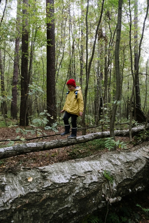 a person standing on a fallen tree in a forest, by Pamela Drew, land art, boy scout troop, ignant, panoramic shot, riding