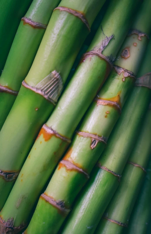 a close up of a bunch of green bamboo stalks, unsplash, caramel, digital image, super detailed image, vanilla