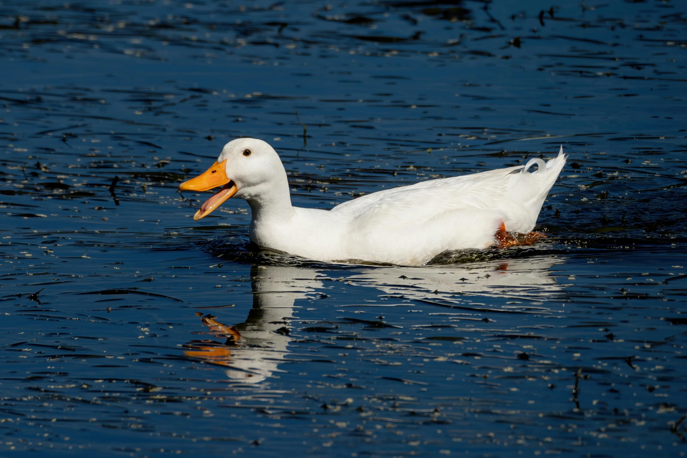 a white duck floating on top of a body of water, eating