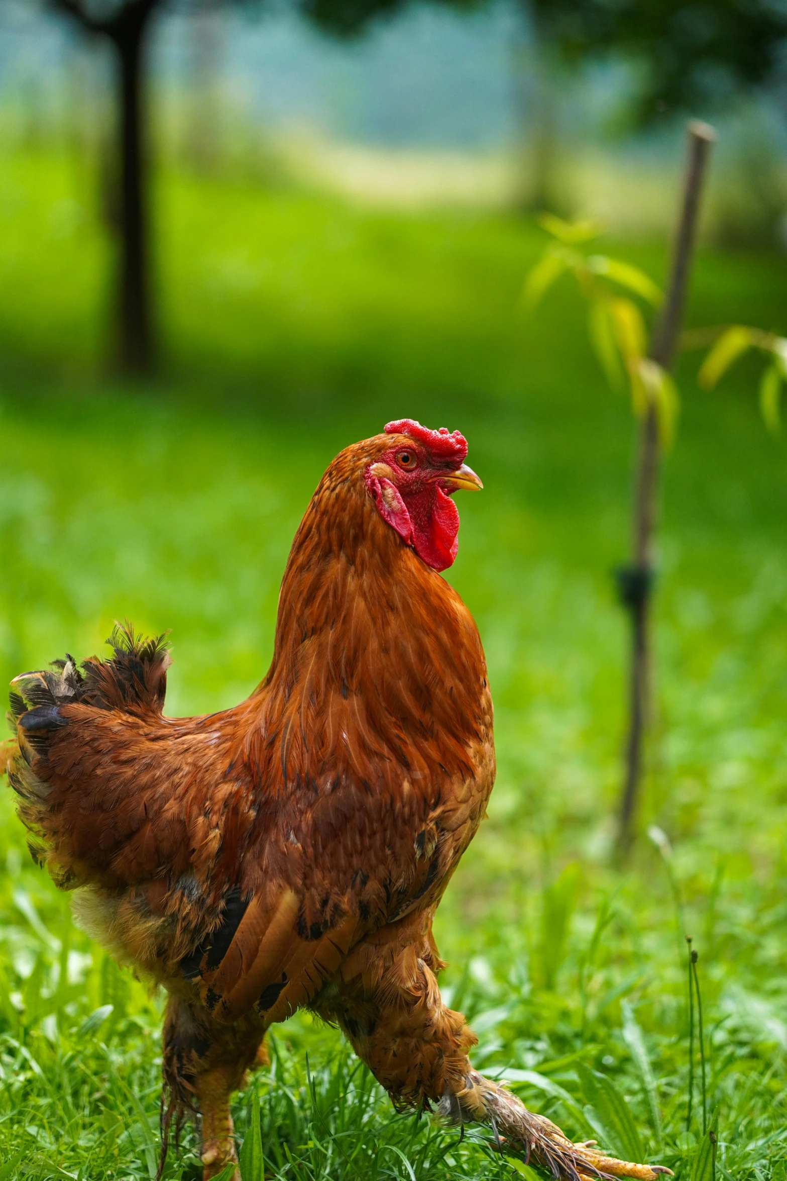 a brown chicken standing on top of a lush green field, slide show, uncropped, multicoloured, uncrop