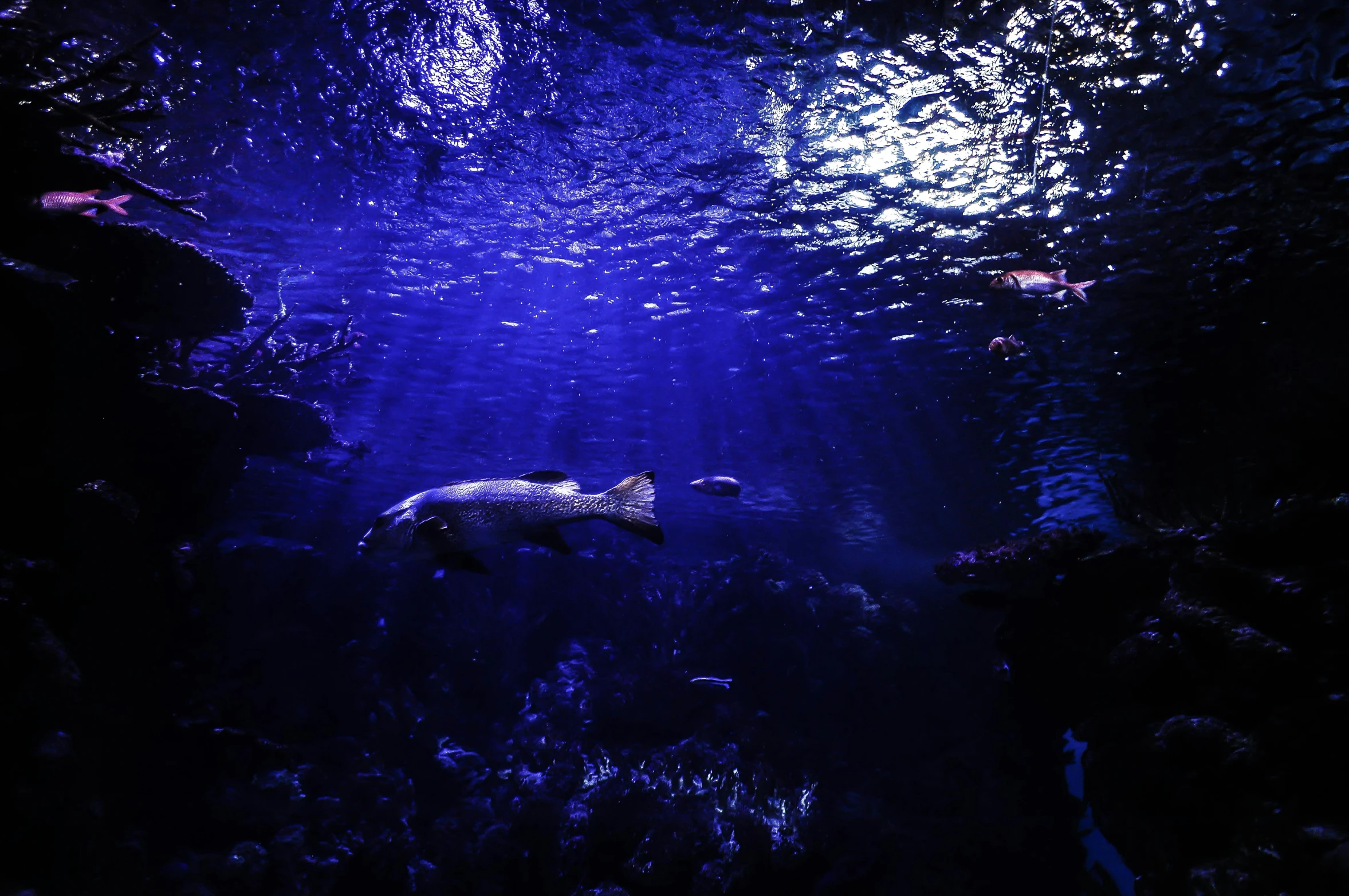 a fish that is swimming in some water, underwater in the ocean at night, biodome, thumbnail, taken with sony alpha 9