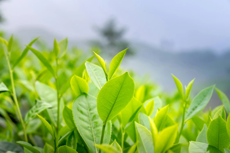 a bunch of green leaves sitting on top of a lush green field, by Daniel Lieske, trending on unsplash, background: assam tea garden, natural realistic render, medium close up, shot on sony a 7