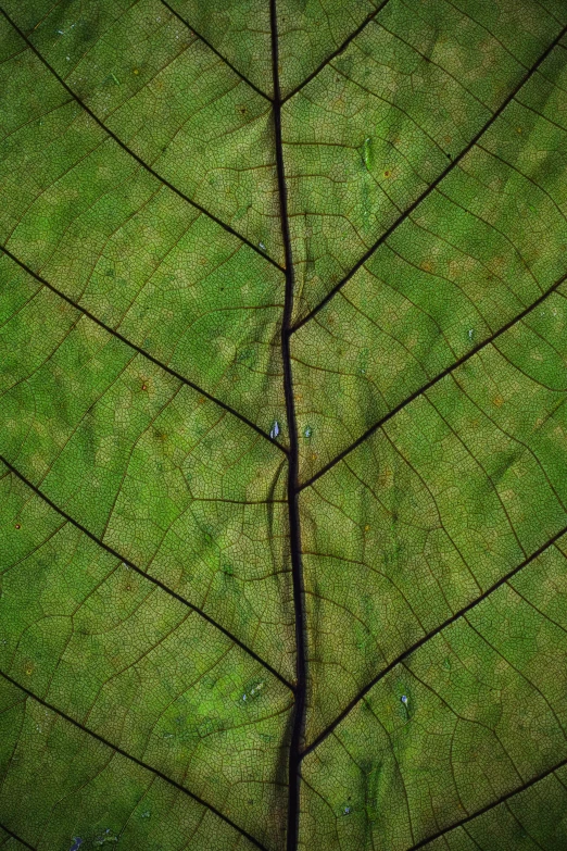 a close up of the underside of a leaf, by Peter Churcher, conceptual art, yann arthus - bertrand, green lines, cracks, medium symmetry