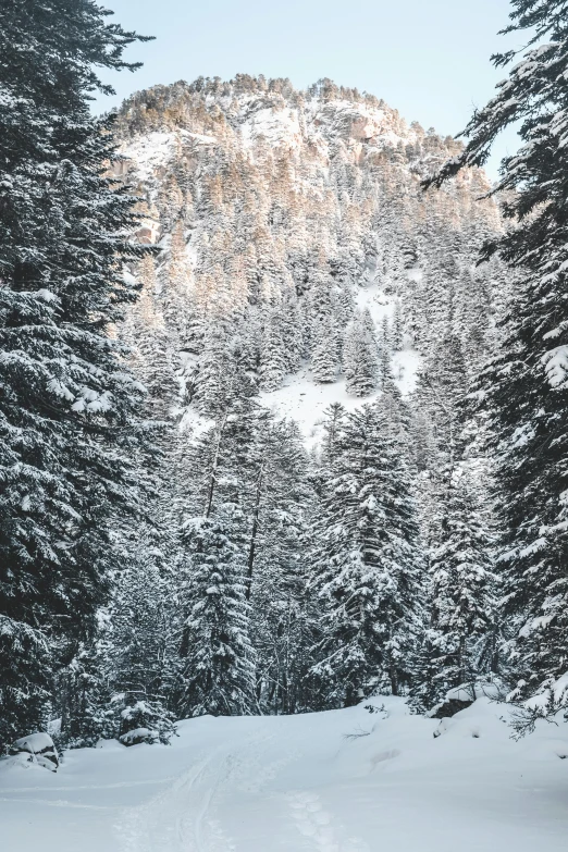 a man riding a snowboard down a snow covered slope, a picture, pexels contest winner, renaissance, lush evergreen forest, nestled in a forest, grey, wyoming