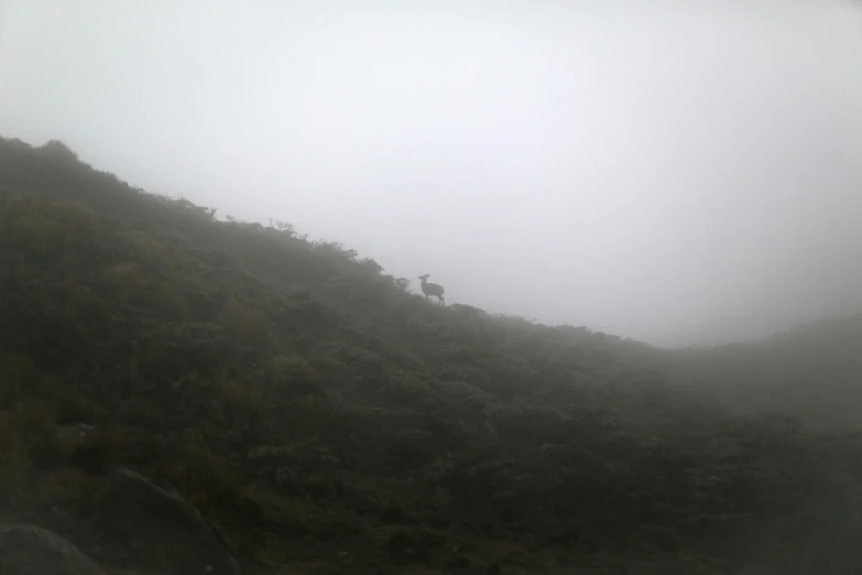 a person standing on top of a mountain on a foggy day, a picture, deers, low quality photograph, a creature 5 meters tall, be running up that hill