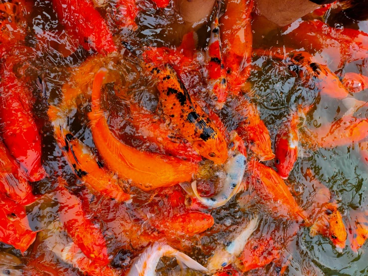 a group of koi fish swimming in a pond, an album cover, pexels, process art, eating, orange red black white, fish market, open synthetic maw