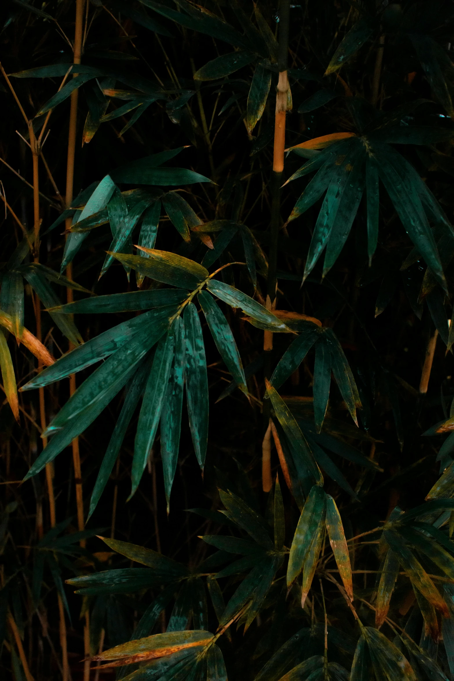 a fire hydrant sitting in the middle of a lush green forest, an album cover, inspired by Elsa Bleda, trending on pexels, conceptual art, made of bamboo, marijuana leaves ) wet, night photo, made of leaves