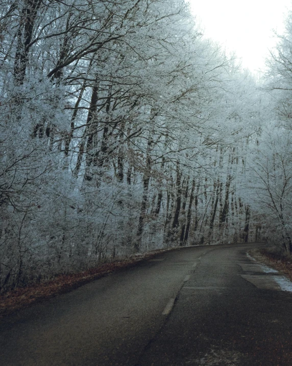 a road in the middle of a forest covered in snow, an album cover, pexels contest winner, romanticism, scary sharp icy, ((trees)), late autumn, grey