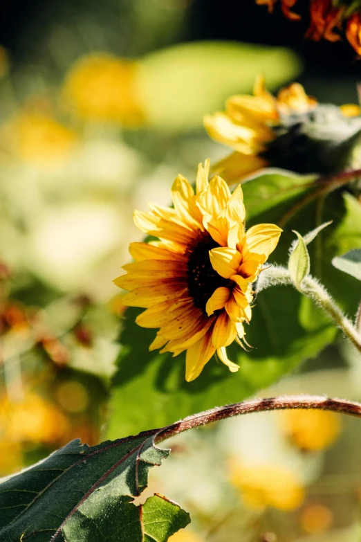 a close up of a bunch of sunflowers, unsplash, slide show, sunlit, flowering vines, high-resolution photo