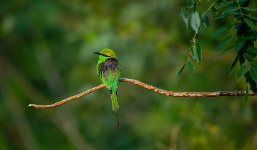 a green and black bird sitting on a tree branch, pexels contest winner, hurufiyya, colourful jungle, single, 1 male, guide